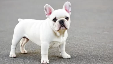 French Bulldog Alırken Nelere Dikkat Edilmeli