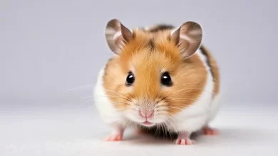 Hamster Nasıl Bakılır