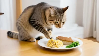 Kedi Maması yoksa kediye ne verilir