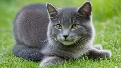 Kedi etçil mi Otçul mu