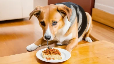 Köpek etçil mi otçul mu