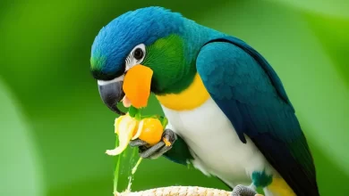 Muhabbet Kuşu Kestane Yer mi