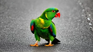 Muhabbet Kuşu Ne Yer