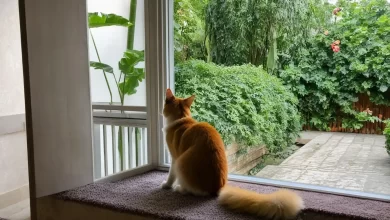 Yavru Kedilerde İshal