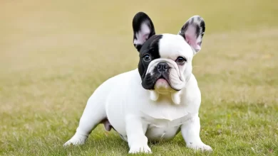 french-bulldog (5)