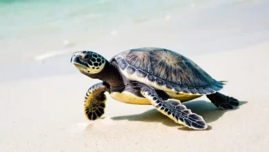 Kaplumbağa Bakımı