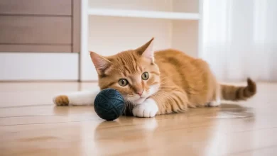 Kediler Neden Gırgır Ses Çıkarır