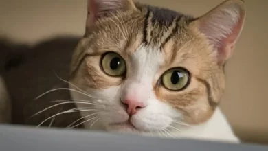 Kızgınlığa Giren Dişi Kedi Nasıl Sakinleştirilir