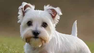Maltese Terrier Safkan Olduğu Nasıl Anlaşılır