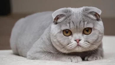 Scottish Fold Safkan Olduğu nasıl anlaşılır
