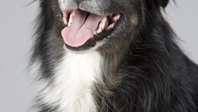 1 insan yaşı kaç köpek yaşıdır? hakkında bir görsel