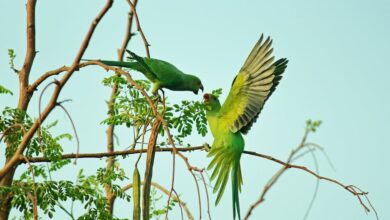 2 disi 1 erkek muhabbet ayni kafeste olur mu hakkında bir görsel