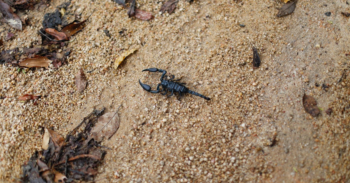 Akrep-Türlerinden-Kaç-Tanesi-Zehirlidir-717.jpeg