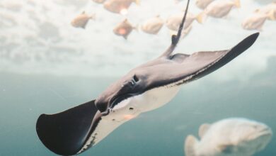 Akvaryum Vatozu hakkında bir görsel