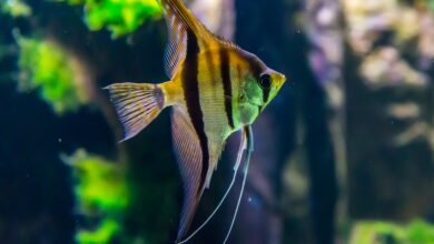 Akvaryum balığı üretip para kazanılır mı? hakkında bir görsel