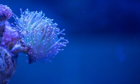 Akvaryuma süs olarak ne konur? hakkında bir görsel