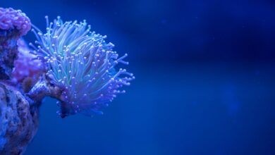 Akvaryuma süs olarak ne konur? hakkında bir görsel