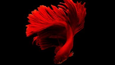 Akvaryuma yeni balık nasıl koyulur? hakkında bir görsel