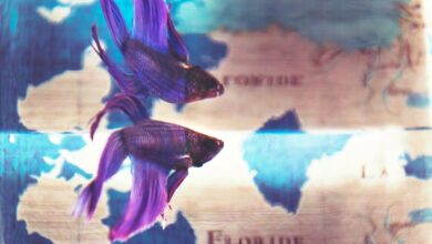 Akvaryumda en dayanıklı balık hangisi? hakkında bir görsel