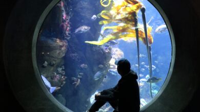 Akvaryumda oksijen nasıl sağlanır? hakkında bir görsel