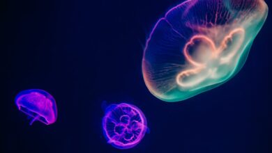 Akvaryumun içinde neler olmalı? hakkında bir görsel