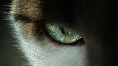 Alanlar, Evcil Hayvanlar, Ev, Tasarım, İlgilenme hakkında bir görsel