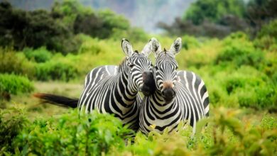 Aslan Köpekgillerden mi? hakkında bir görsel