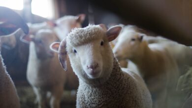 Aslan kedi mi köpek mi? hakkında bir görsel