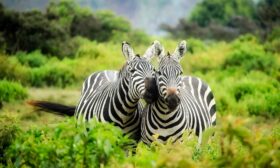 Aslan ve kedi akraba mı? hakkında bir görsel