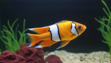 Balık Hastalıkları