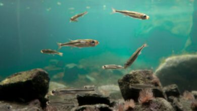 Bir Japon balığına günde kaç kere yem verilir? hakkında bir görsel