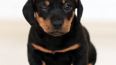 Dişi Köpek mi Erkek Köpek mi hakkında bir görsel