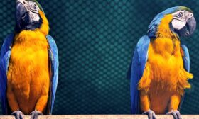 Dünyanın en pahalı papağanı ne kadar? hakkında bir görsel