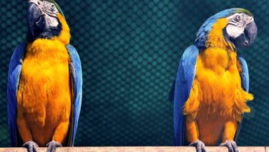 Dünyanın en pahalı papağanı ne kadar? hakkında bir görsel