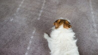 Edinme, Evcil Hayvan hakkında bir görsel