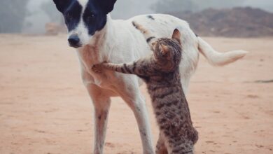 Eğlence, Aktiviteler, Oyun, İlgilenme, Keyif hakkında bir görsel