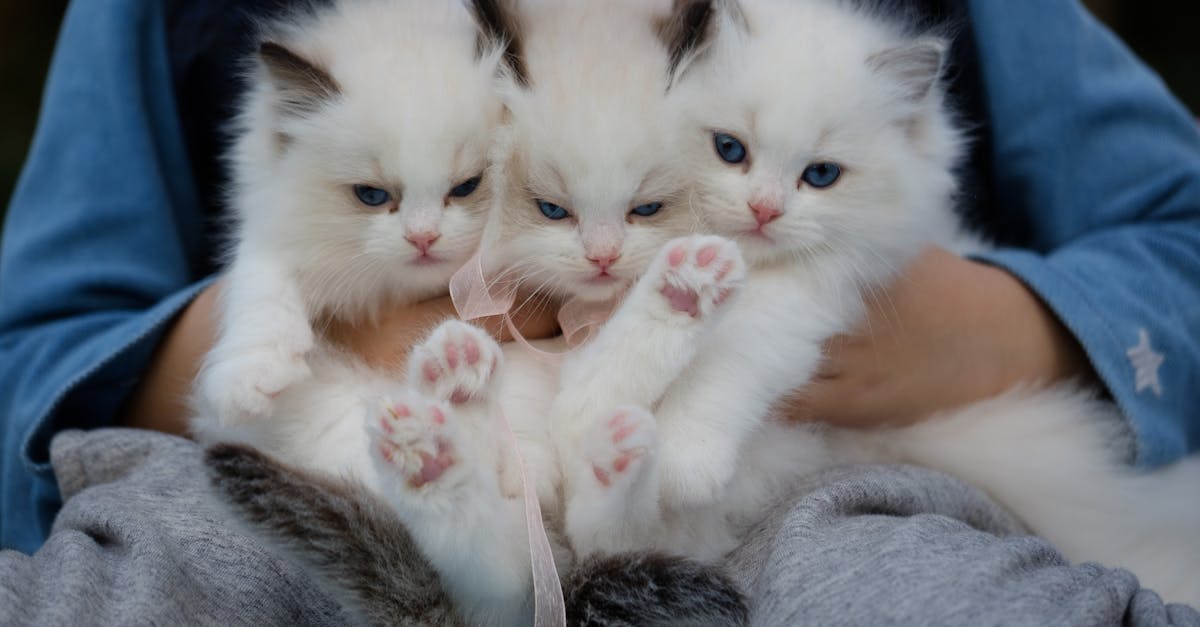 En-Uysal-Kedi-Cinsi-915.jpeg