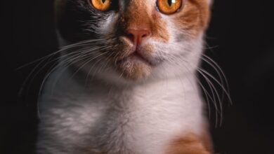 En Uysal Kedi Cinsi hakkında bir görsel