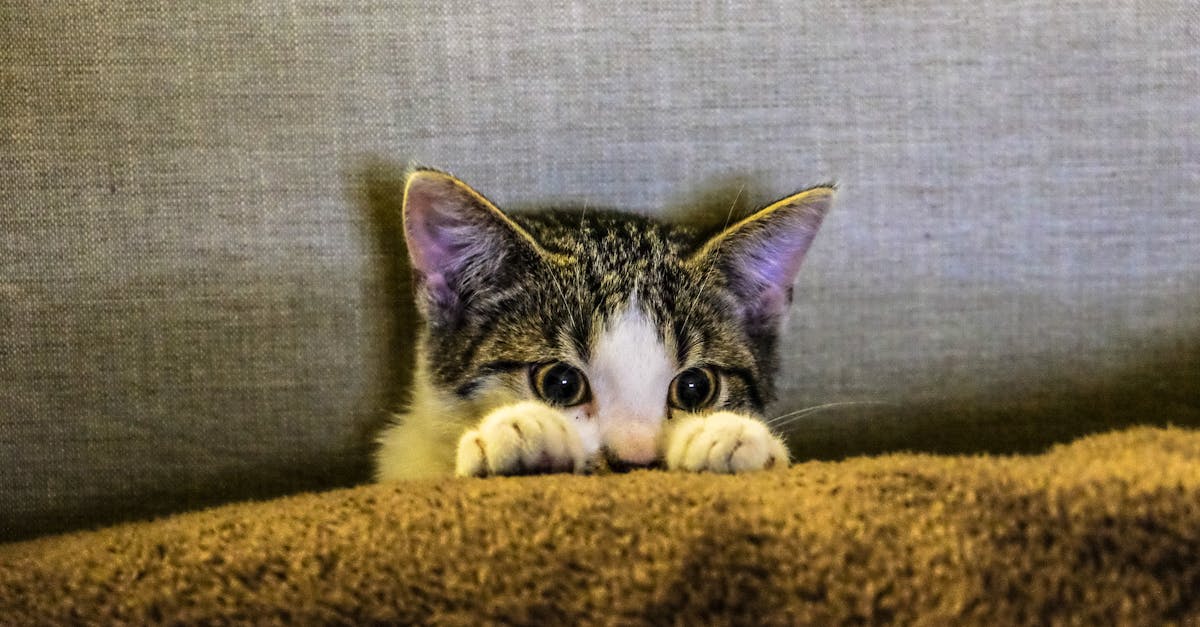 En-Uysal-Kedi-Cinsi-216.jpeg