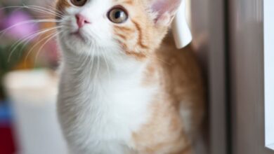 En çok hangi ülkede kedi var? hakkında bir görsel