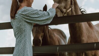 Evcil Hayvan hakkında bir görsel