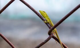 Eve Kertenkele Girdi Ne Yapmalıyım