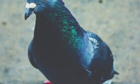 Güvercin Boynu Rengi hakkında bir görsel