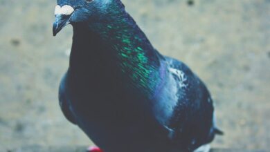 Güvercin Boynu Rengi hakkında bir görsel