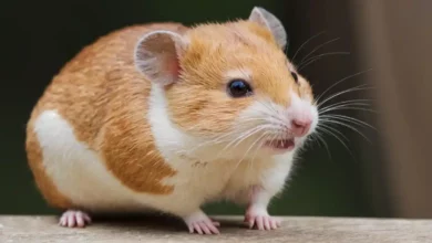 Hamster Beslemek