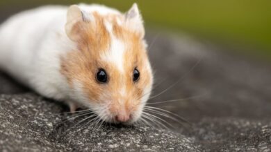 Hamster Fiyatları 2024 hakkında bir görsel