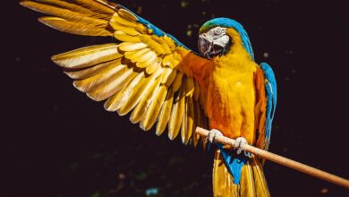 Jako papağan bakımı zor mu? hakkında bir görsel