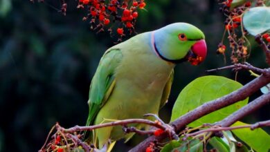 Jako papağan konusur mu? hakkında bir görsel