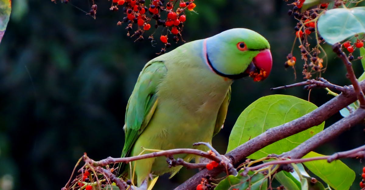 Jako-papağanı-evde-kaç-yıl-yaşar?-694.jpeg
