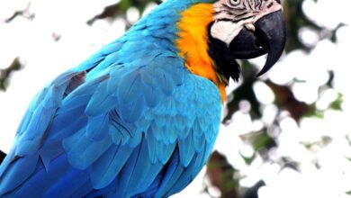 Jako papağanı evde kaç yıl yaşar? hakkında bir görsel